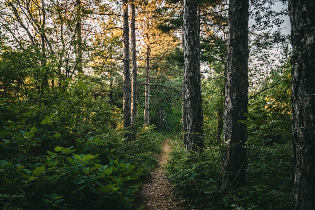 person walking in forest path